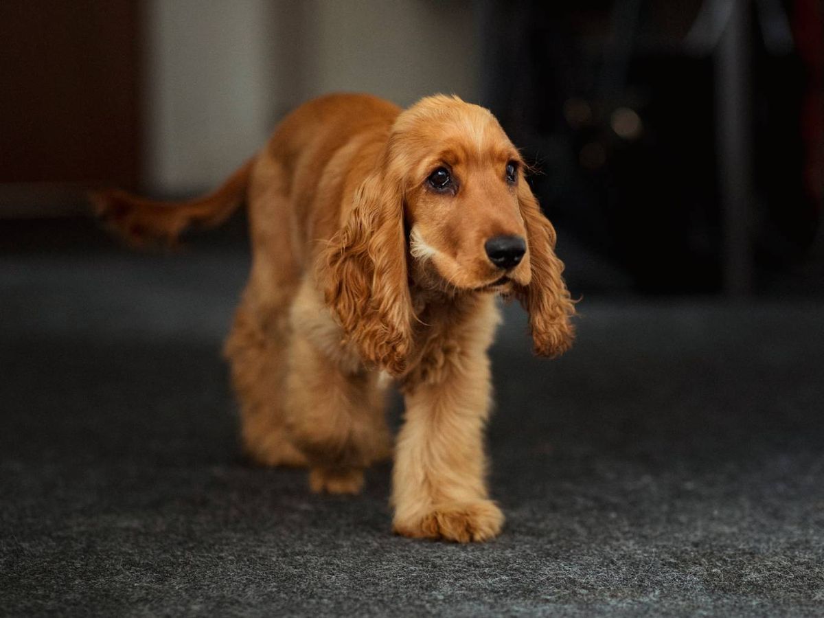 El cocker inglés es un perro enérgico, juguetón y activo.