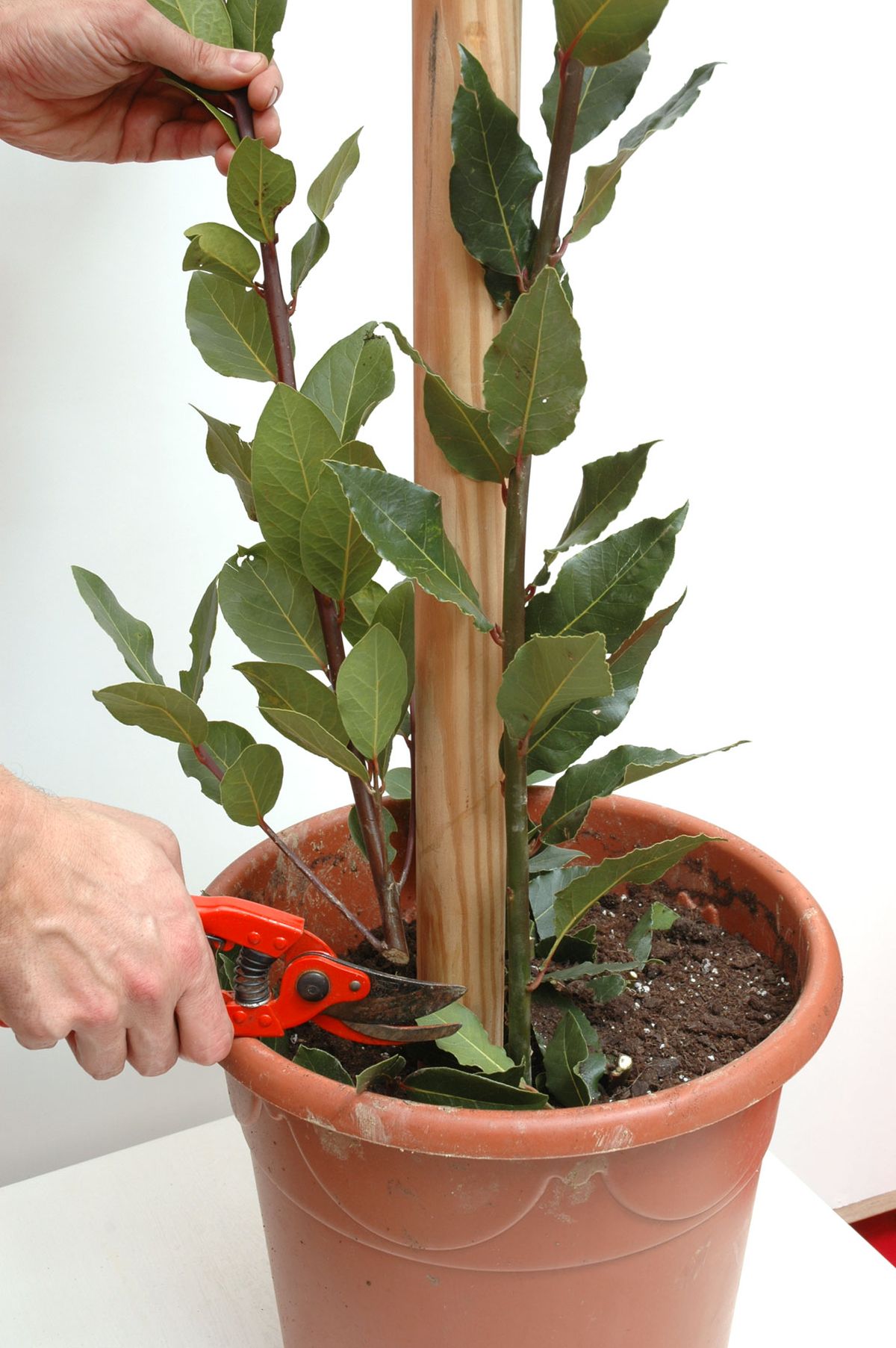 Cómo conseguir que el laurel tenga el tronco en espiral paso 1