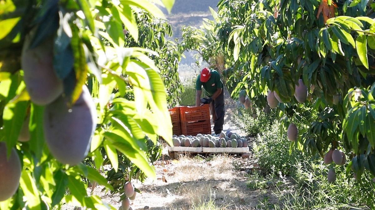El mango, emblema de la Axarquía malagueña, madura al sol del Mediterráneo y refleja el color y el sabor de una tierra única en Europa.