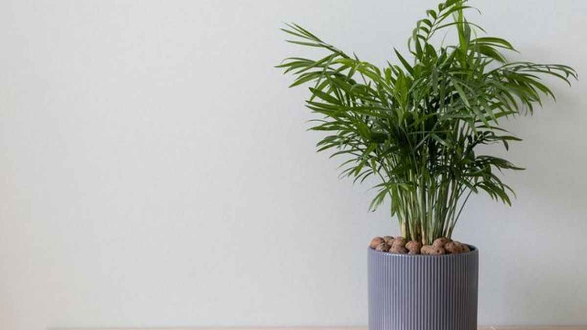 planta que sobrevive con poca luz chamaedorea elegans