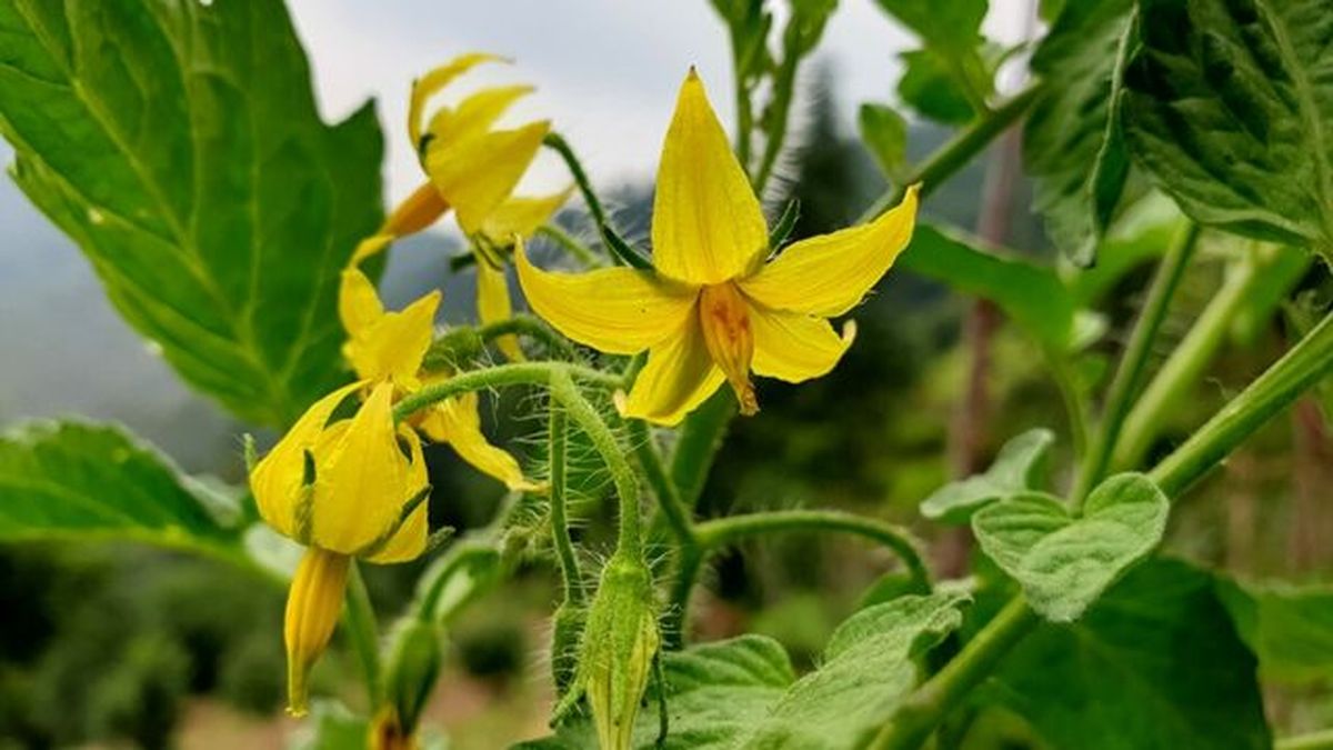 flores hermafroditas de la planta del tomate