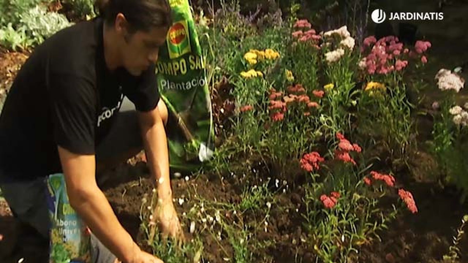 plantacion milenramas salvia rusa margaritas cimarronas brico 658 jardin plantacion milenramas salvia rusa margaritas cimarronas brico 658 jardin