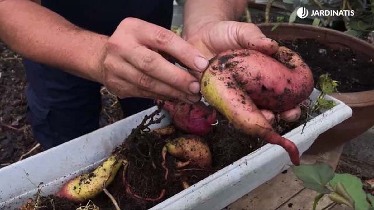 que son los boniatos jardinatis 22 20