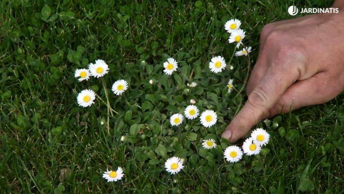 Margaritas de prado en el césped
