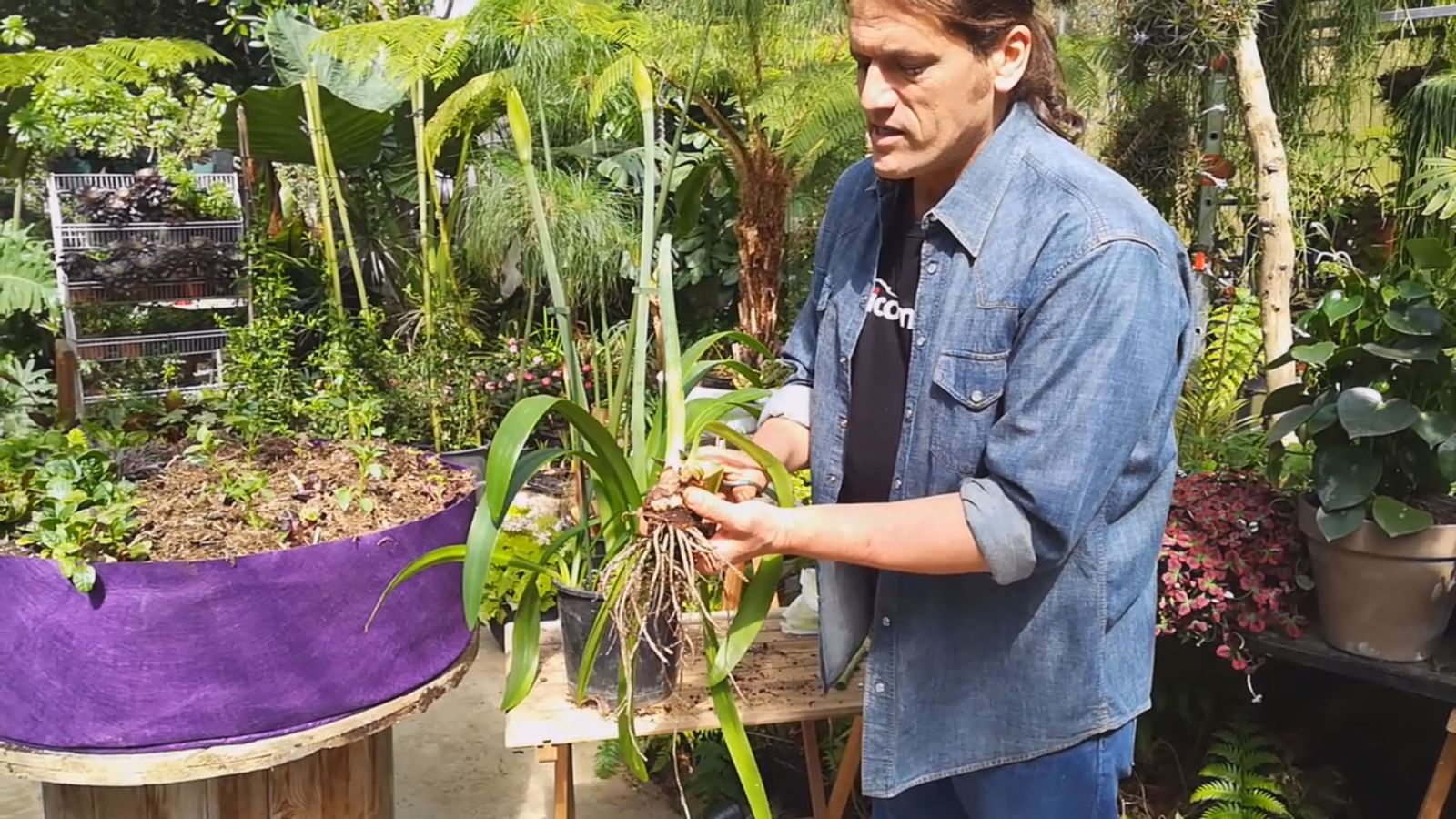 cuidados hippeastrum cortar tallo