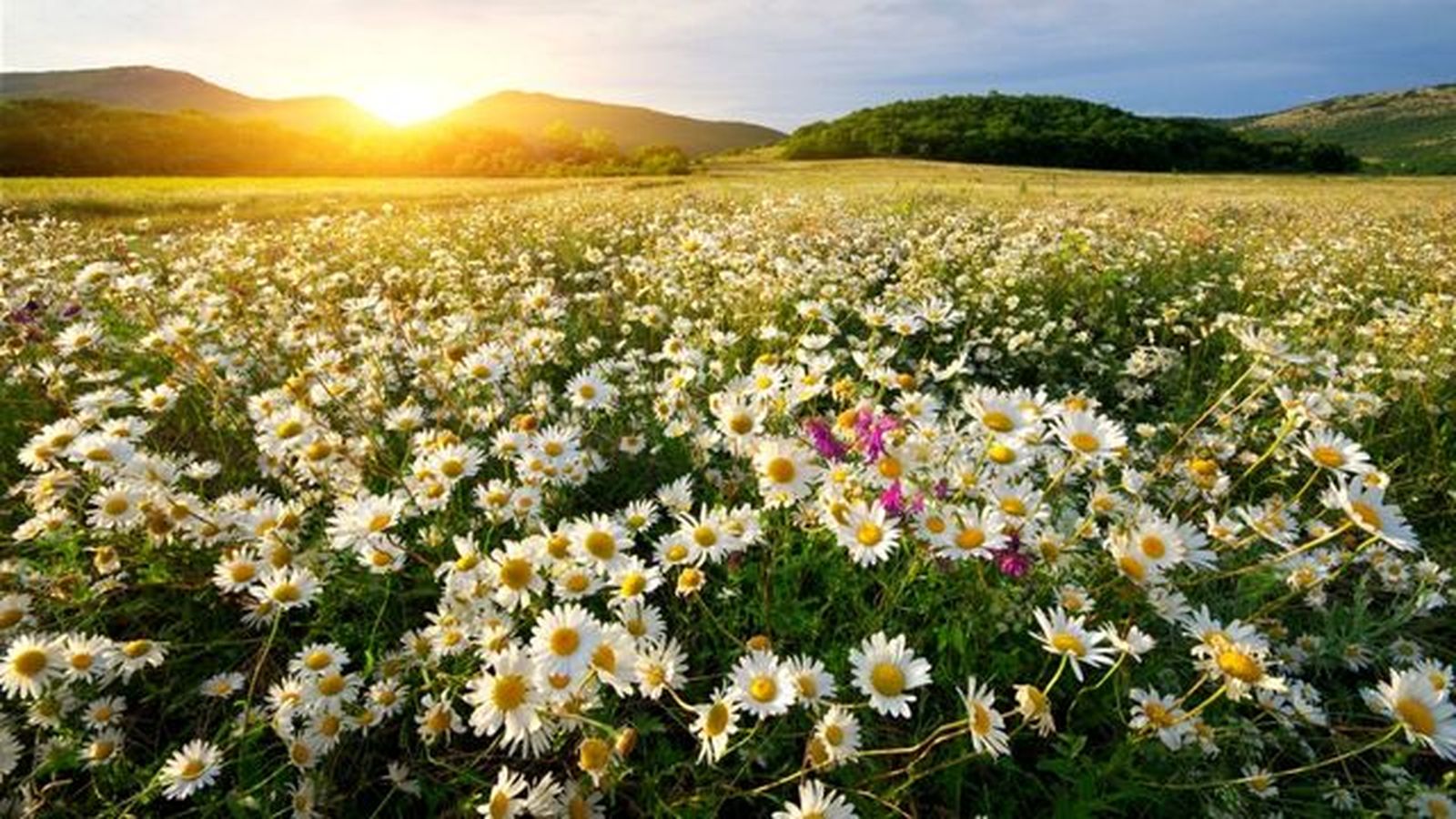 reproduccion sexual mediante flores