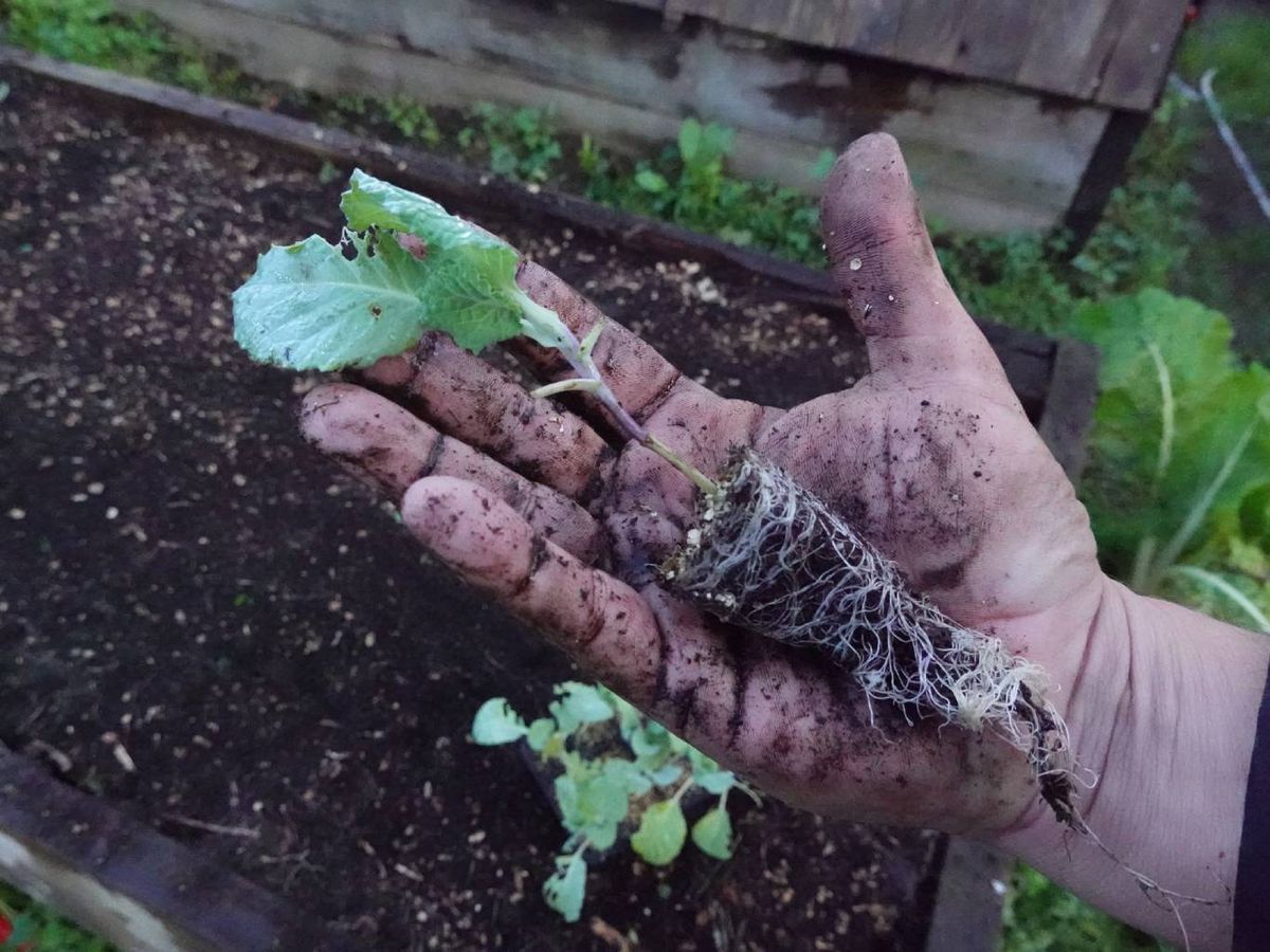 Este truco del jabón es perfecto para aquellos que prefieren trabajar directamente con la tierra.