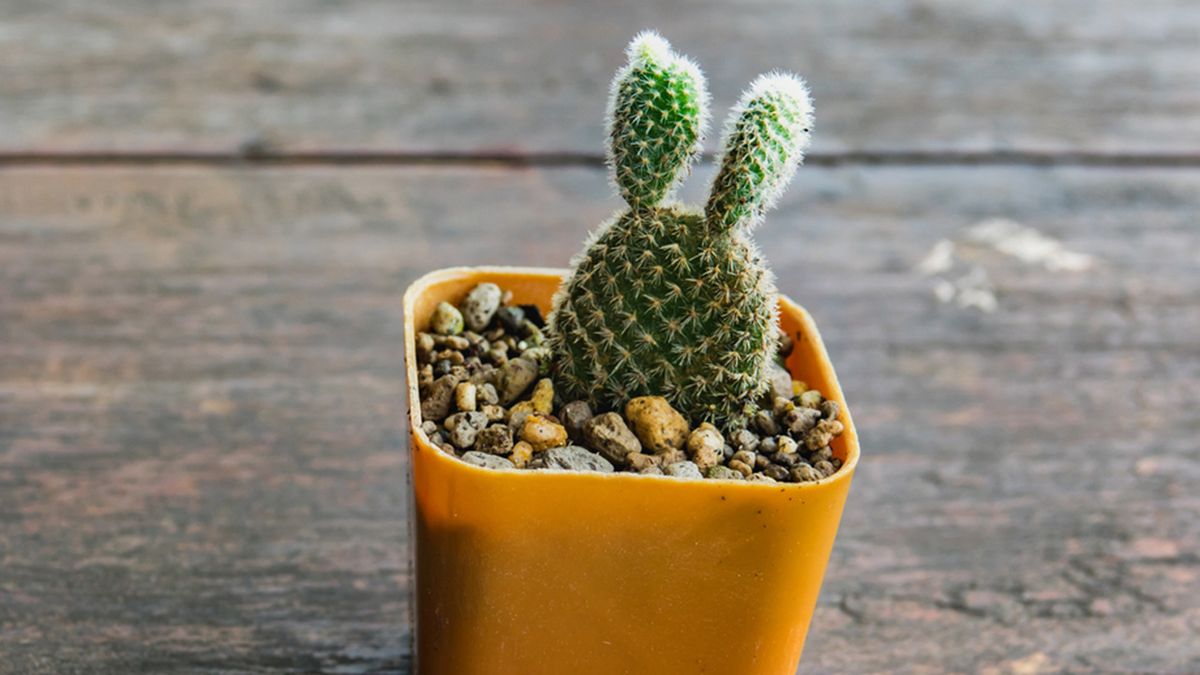 Cactus opuntia microdasys planta escritorio de la oficina