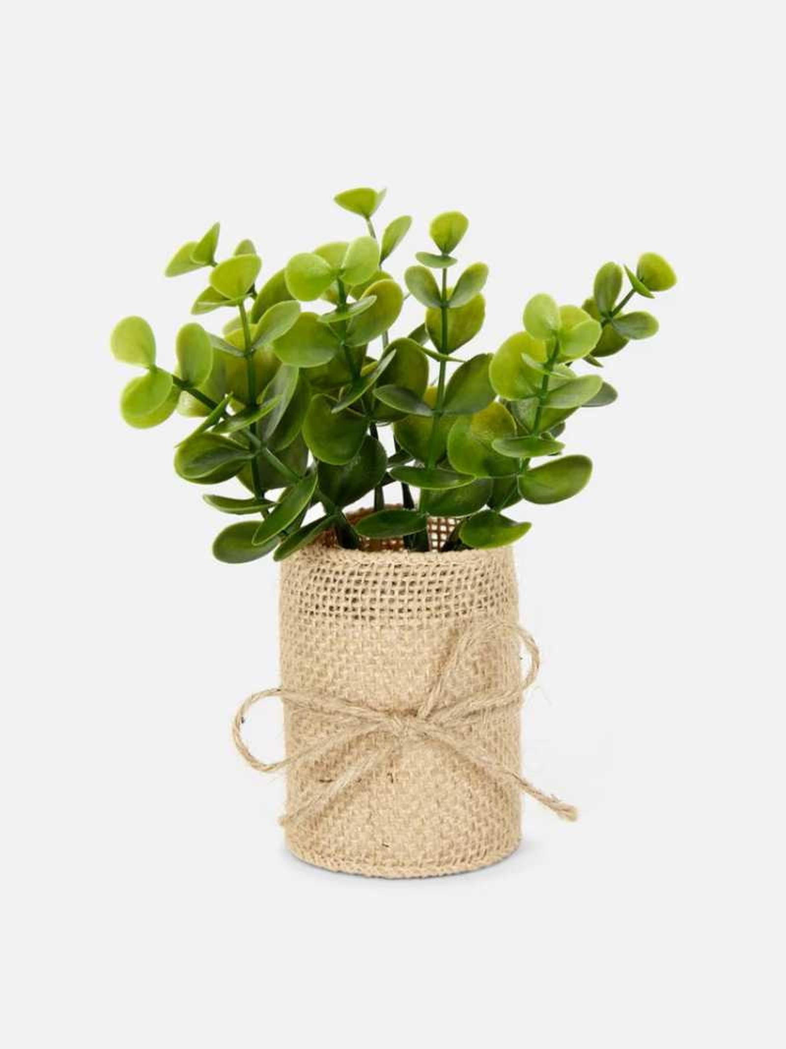 Planta decorativa. Planta decorativa.