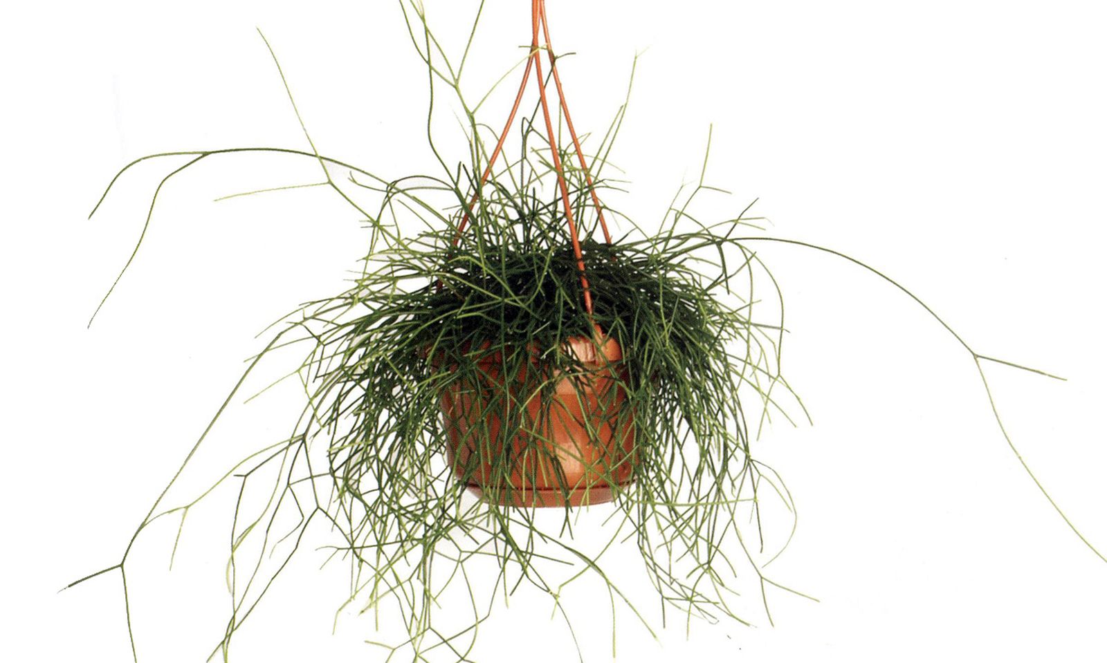 Rhipsalis cassutha