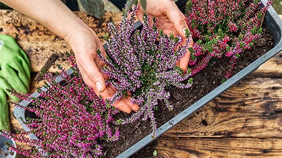 calluna vulgaris composicion