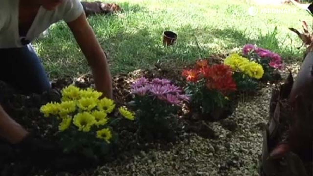 plantacion de crisantemos en el jardin 2 rosa en su jardin 013