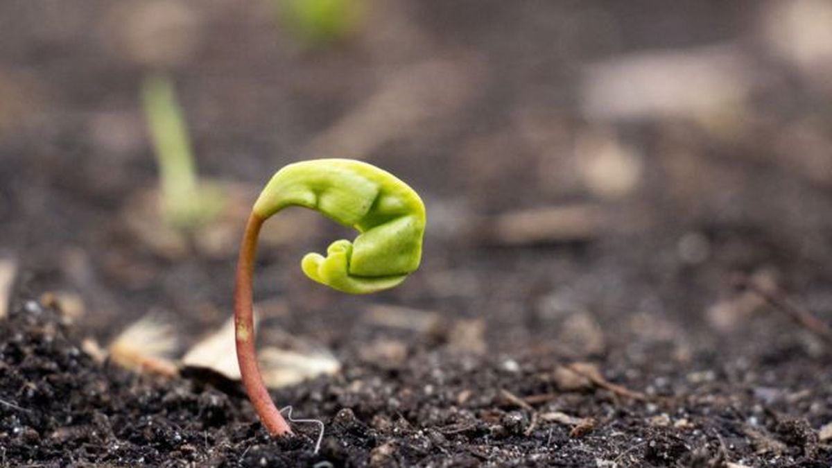 brote germinando suelo primavera