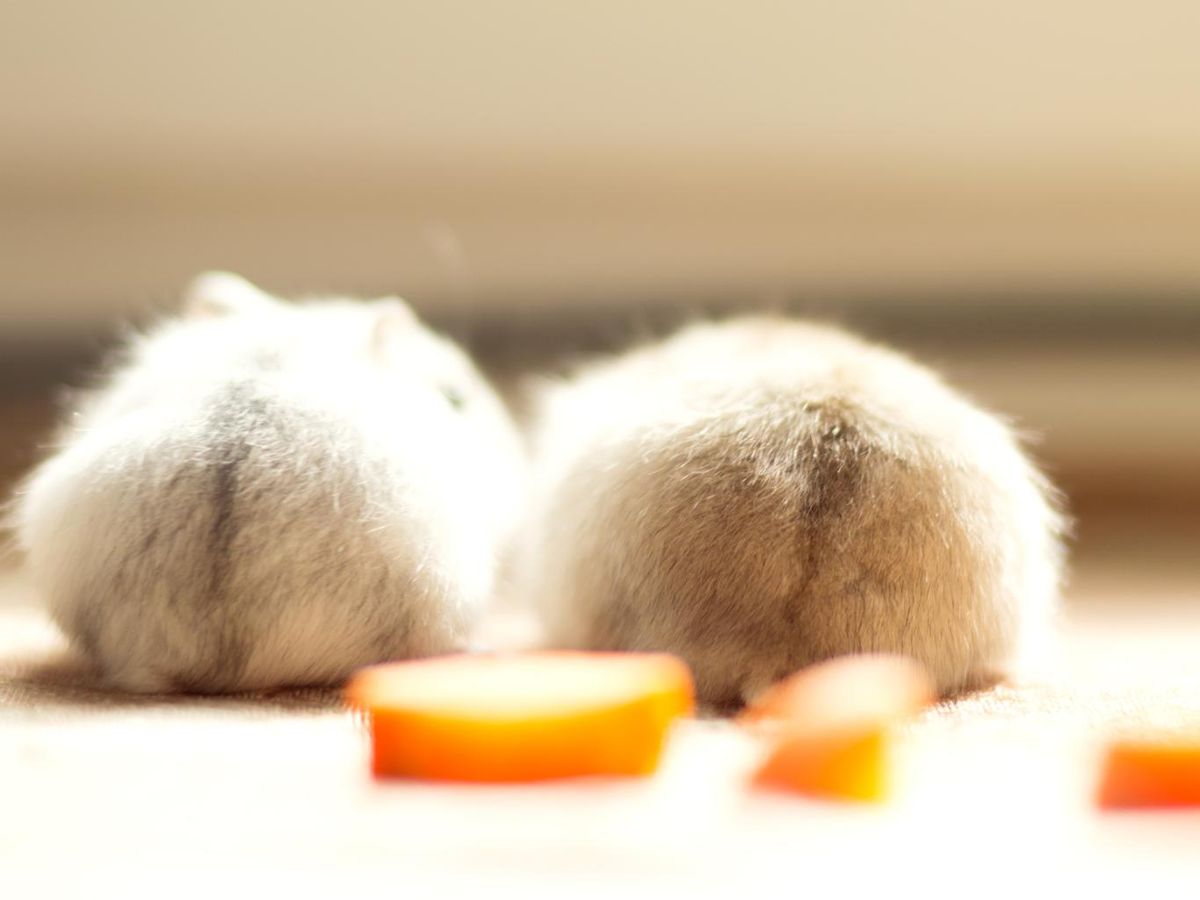 Los hámsters rusos son animales independientes y territoriales.