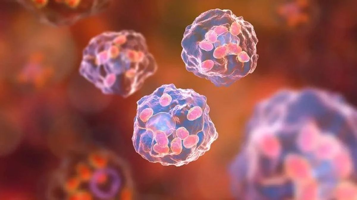 leishmaniosis canina 3