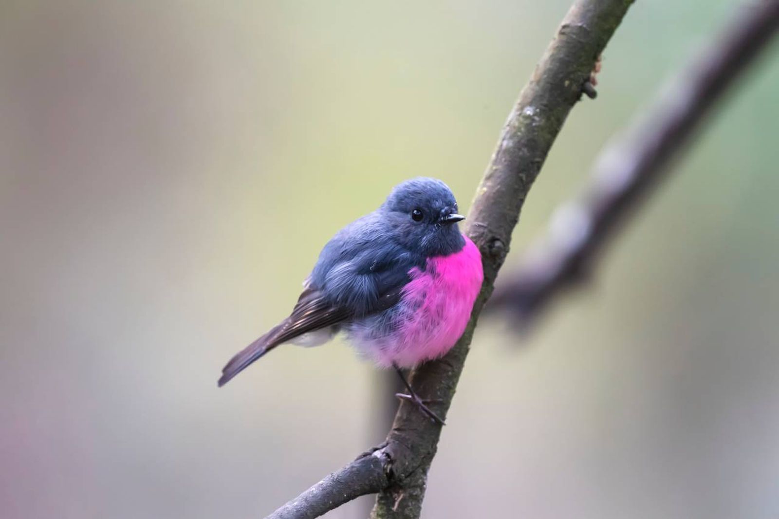 El Pink Robin cuenta con un cuerpo compacto, un pico pequeño y patas delgadas.