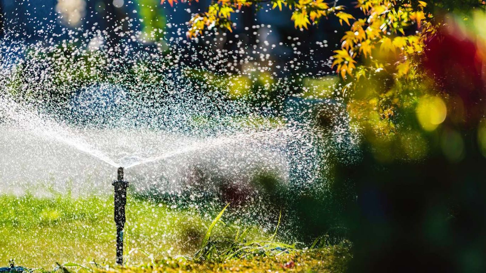 Calor extremo en el jardín