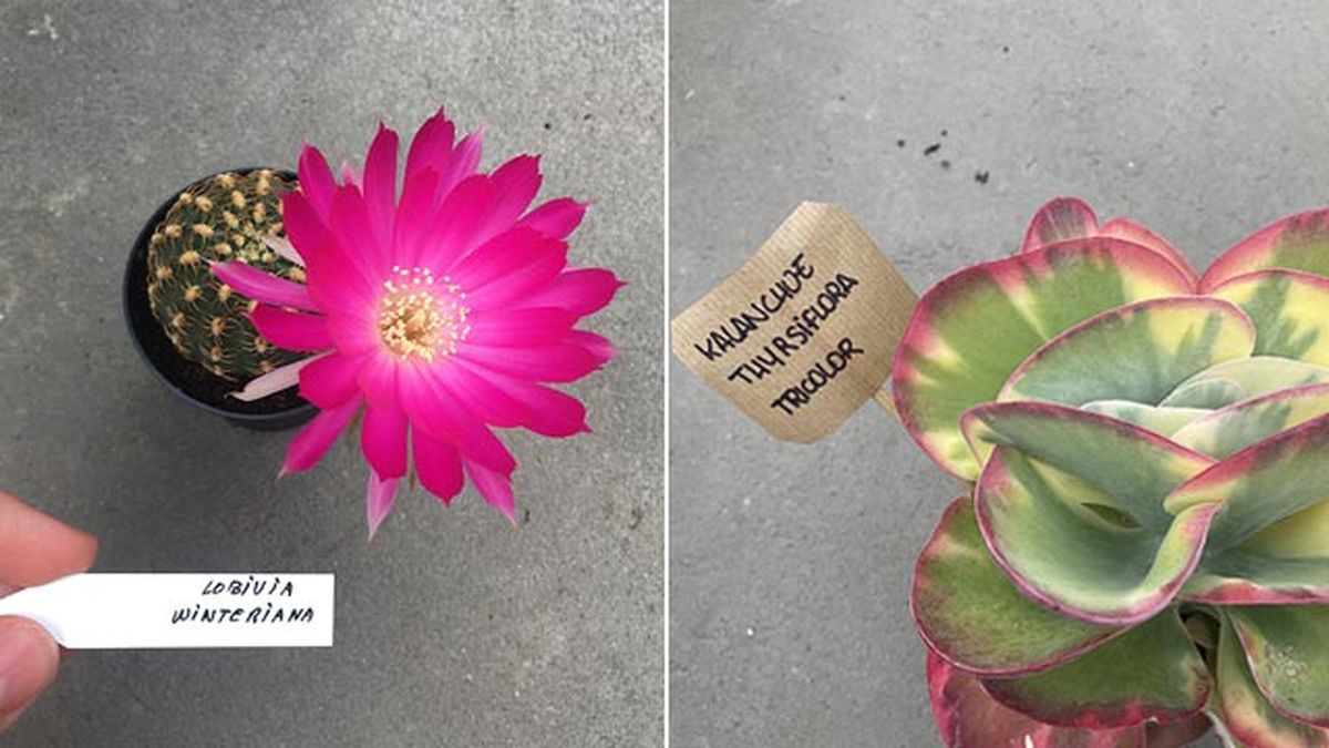 Lobivia winteriana y Thyrsiflora Red Lips