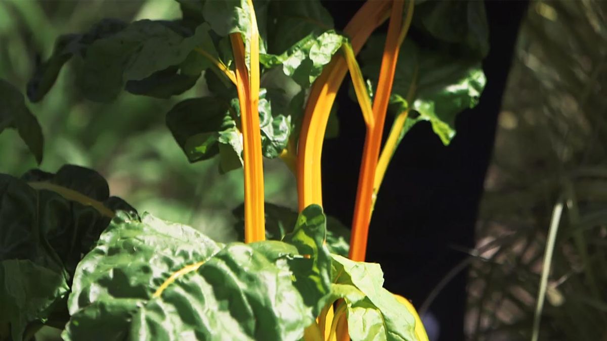 brico 967 jardineria  acelgas amarilla