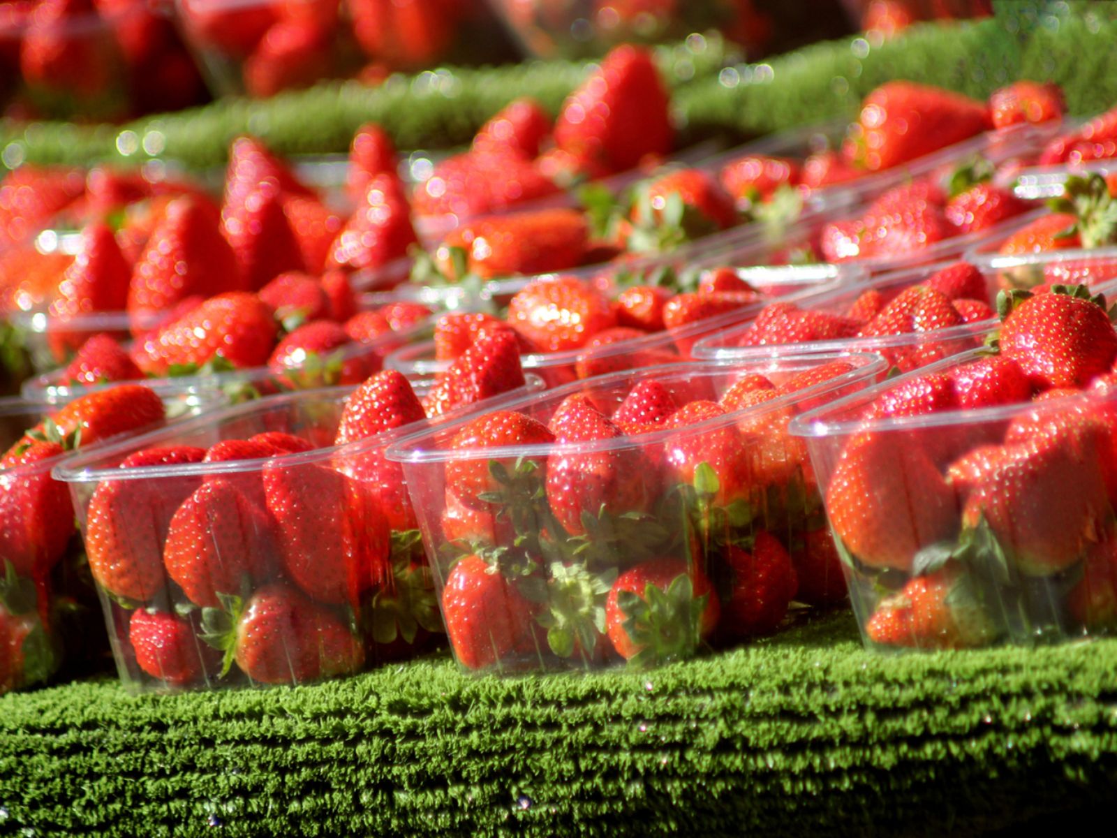 En solo dos semanas, se consumen más de 2 millones de fresas. En solo dos semanas, se consumen más de 2 millones de fresas.