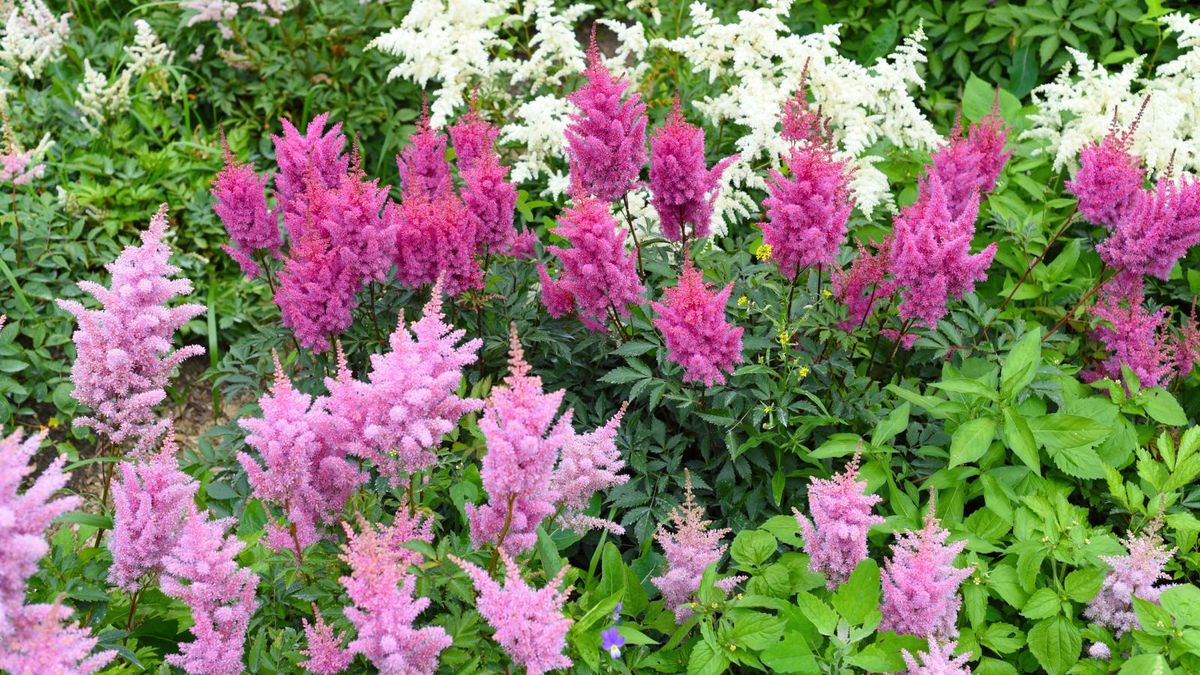 La astilbe destaca por sus llamativas y coloridas flores plumosas