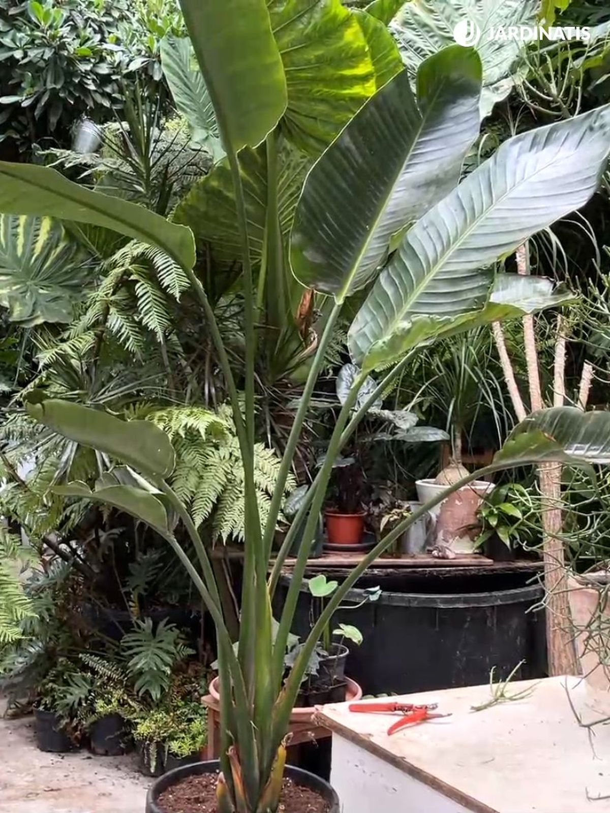 strelitzia augusta strelitzia alba planta casas grandes