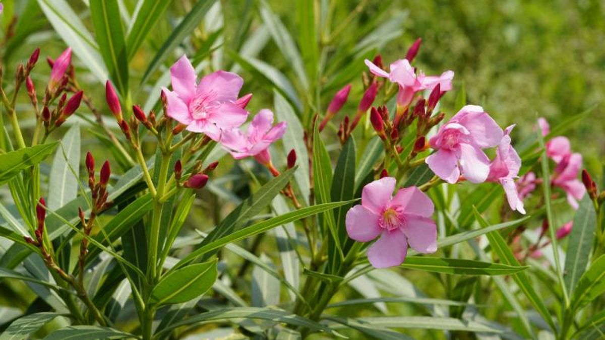 Nerium oleander.
