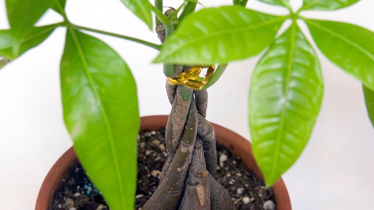 jardineria plantas pachira acuatica arbol dinero