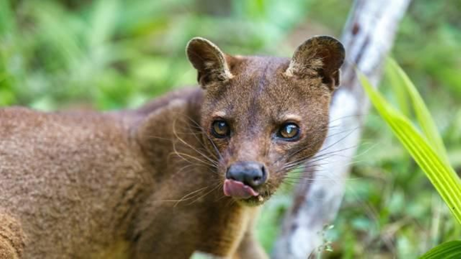 fosa (1)