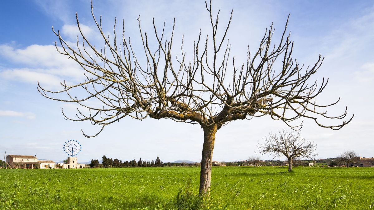 Comprender qué implica que una planta sea anual o perenne nos ayuda a diseñar espacios más resilientes y  sostenibles