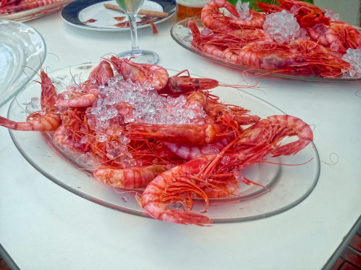 Gamba roja de Dénia servida sobre hielo, lista para degustar. Un producto exquisito que alcanza precios de lujo por su sabor delicado y su escasez.
