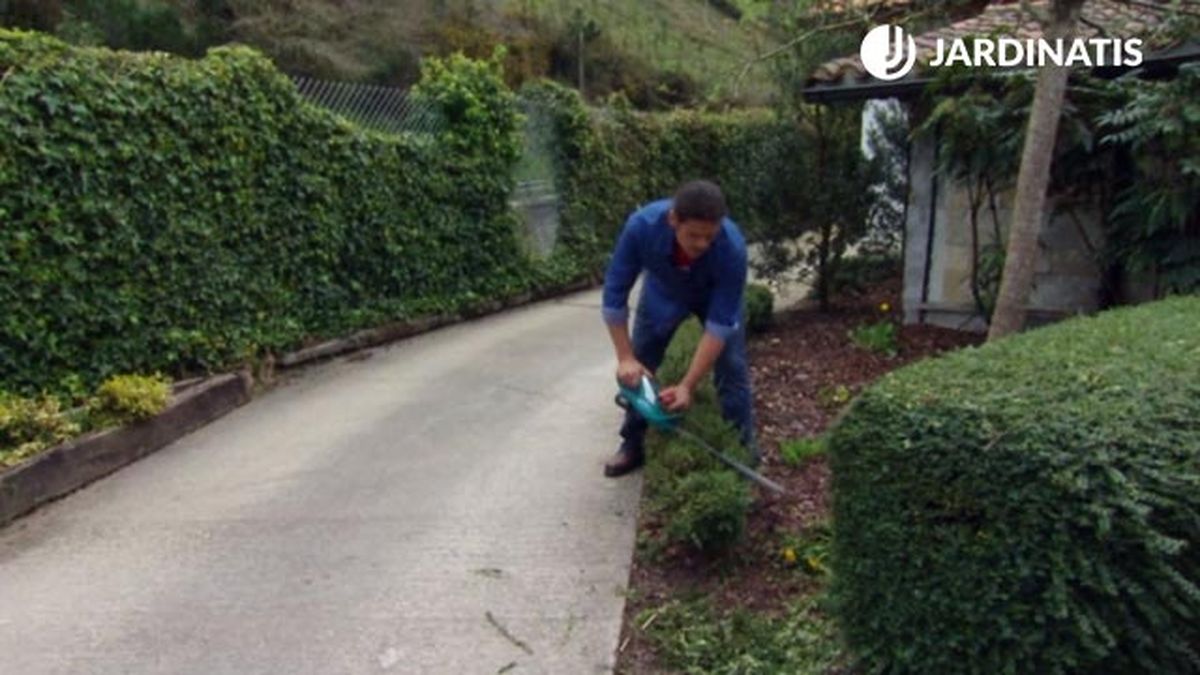 pinzamiento del arbusto lonicera nitida bordura baja brico 831 jardin