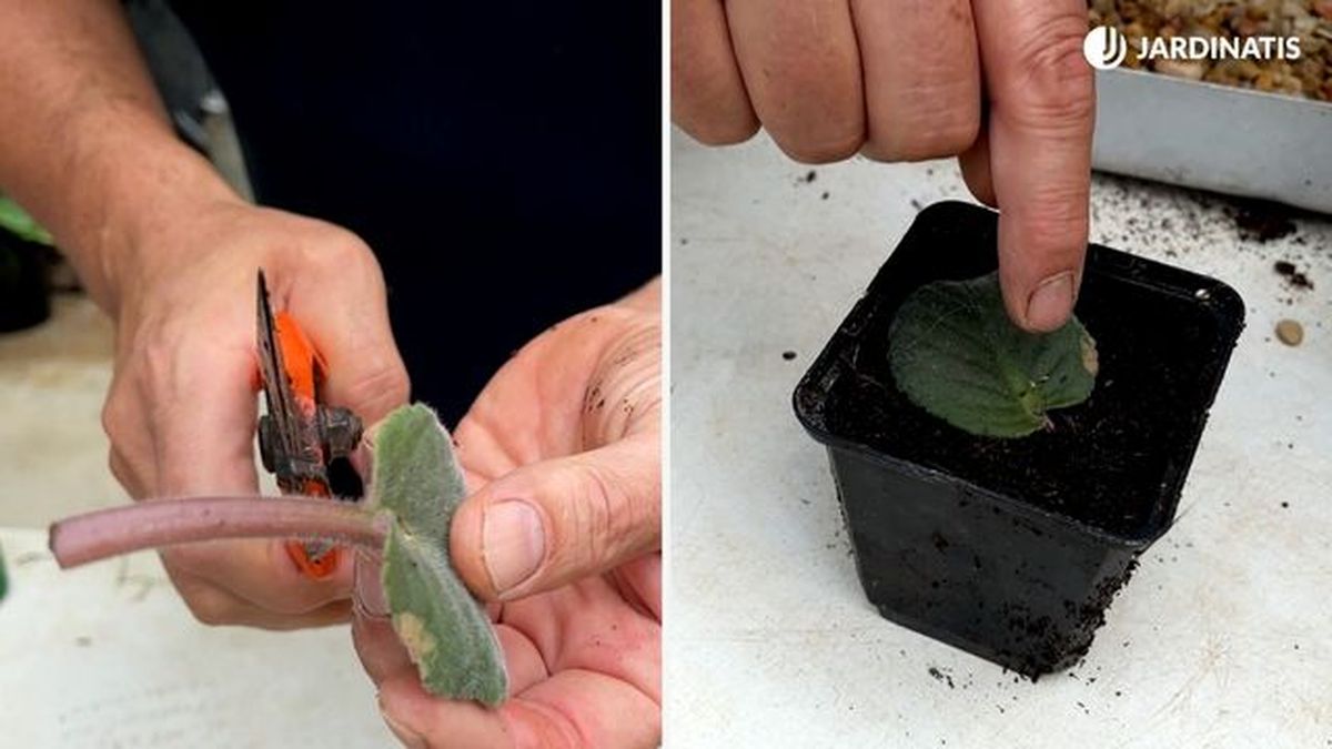 como reproducir violeta africana por esqueje de hoja jardinatis 23 28