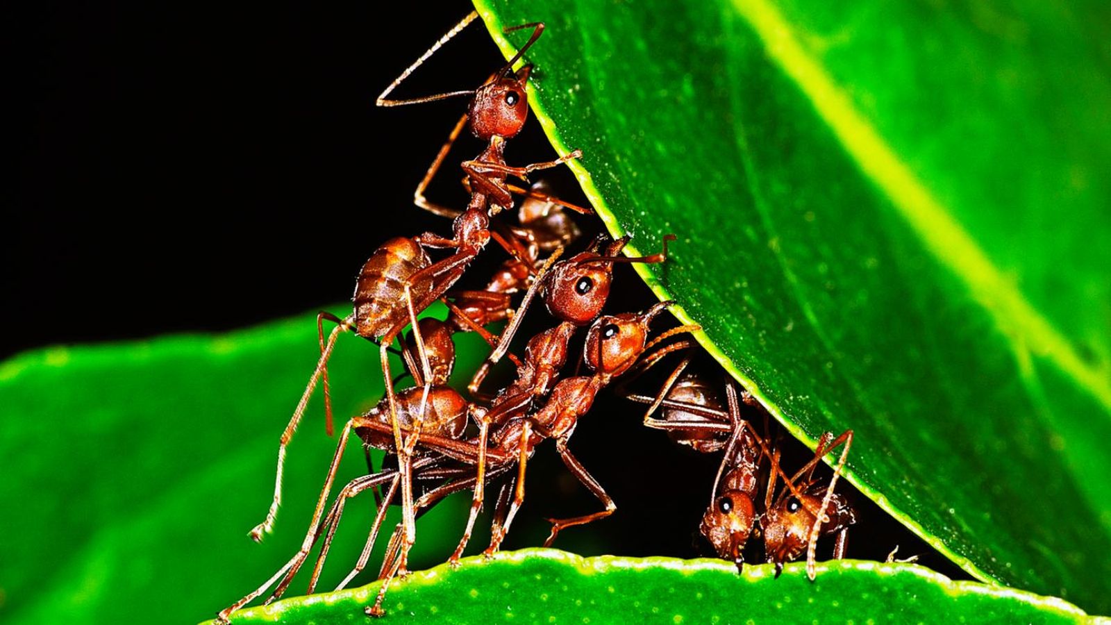 Ciertas especies animales tienen sorprendentes comportamientos sociales muy establecidos.