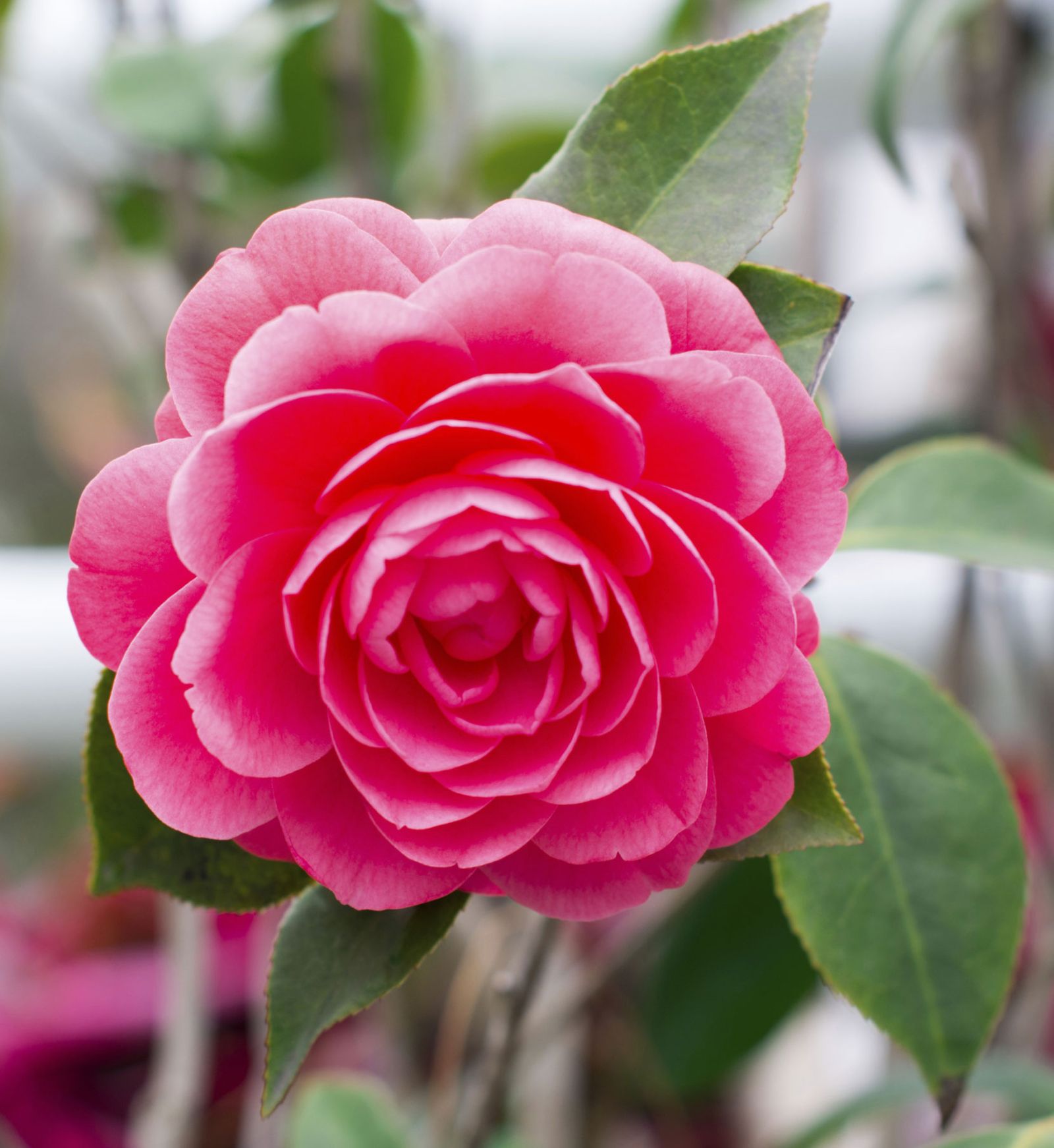 Tipos de camelias 3 Tipos de camelias 3