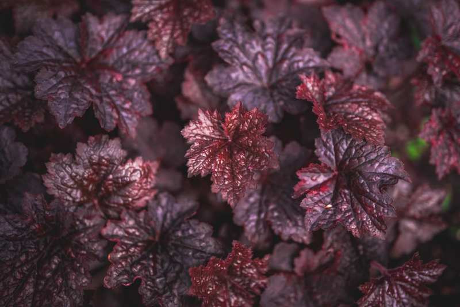 Heuchera sanguinea Heuchera sanguinea