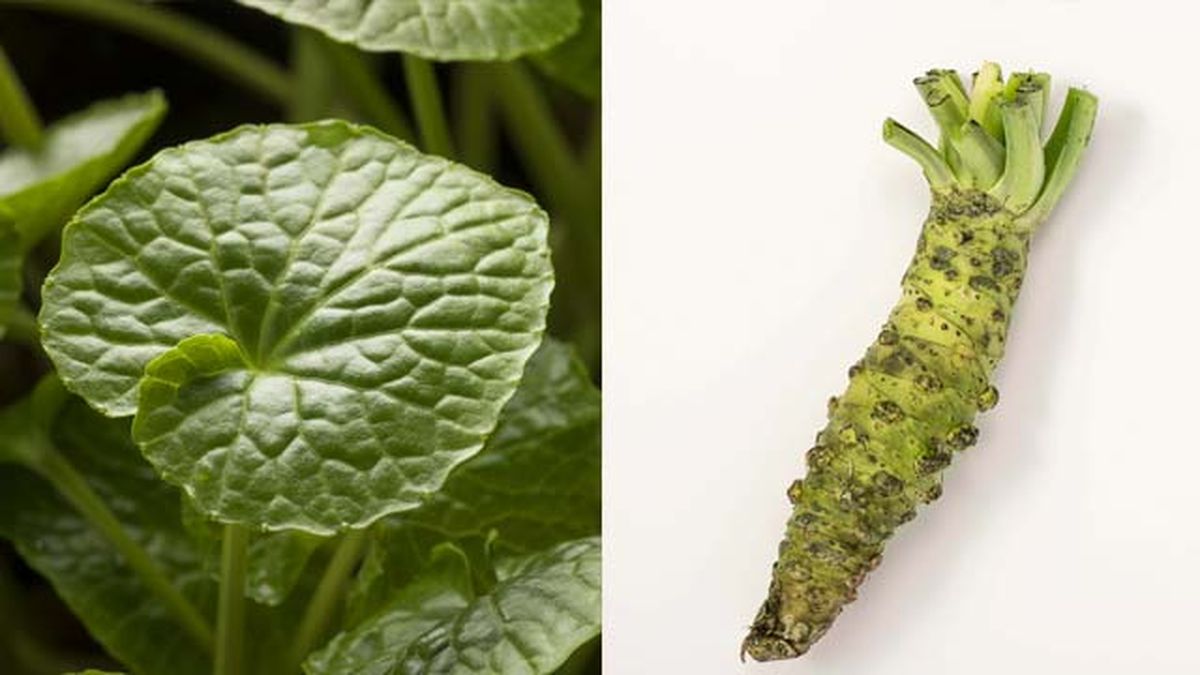 hojas y tuberculo planta wasabi