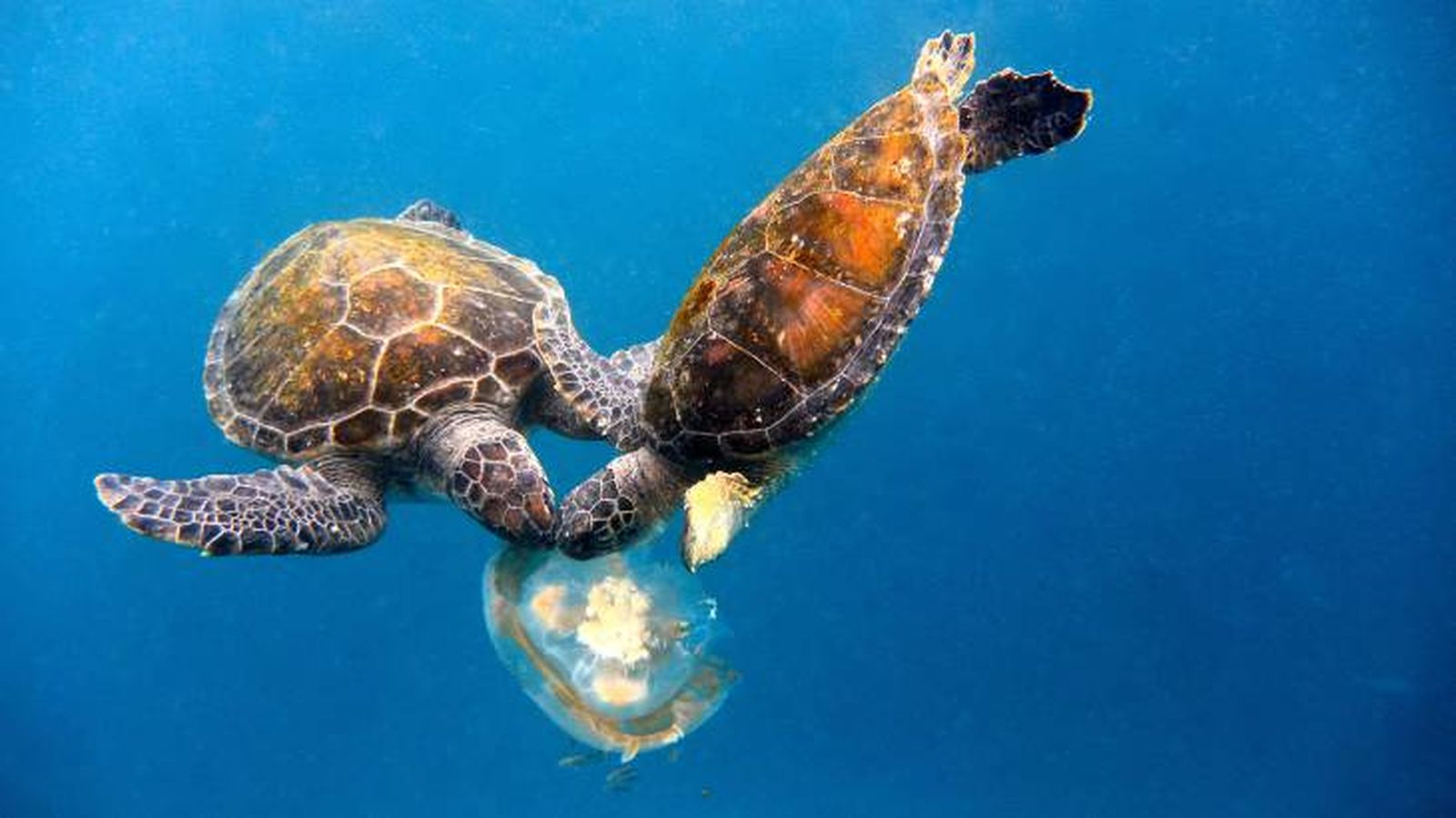 Tortugas marinas alimentándose Tortugas marinas alimentándose