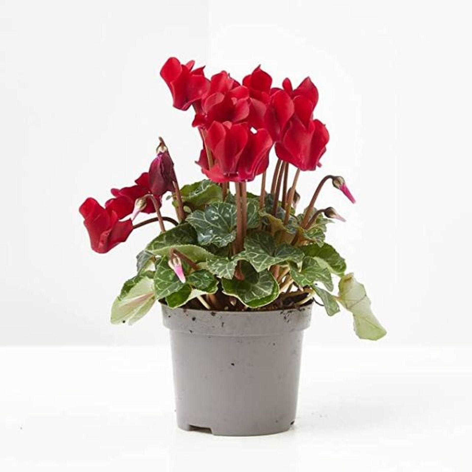 ciclamen planta roja para regalar en navidad ciclamen planta roja para regalar en navidad