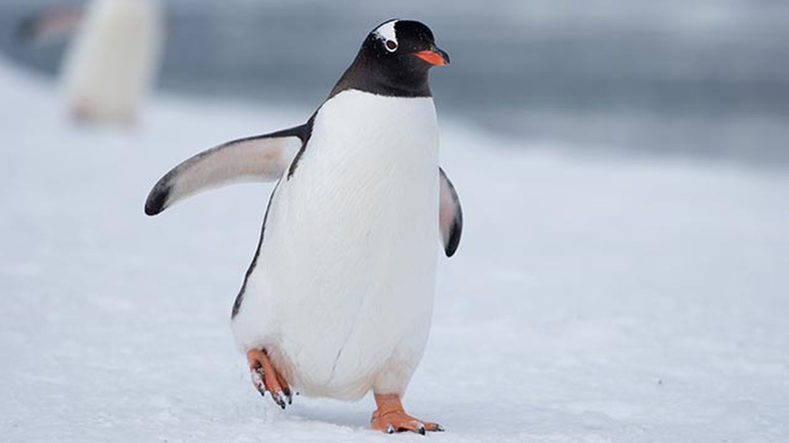 aspectos curiosos pinguinos 12 aspectos curiosos pinguinos 12