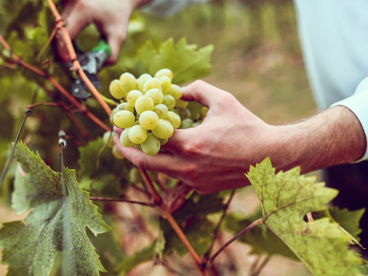 Gracias a sus pieles gruesas, compuestos fenólicos, acidez y azúcares, estas uvas permiten vinos estructurados y de guarda