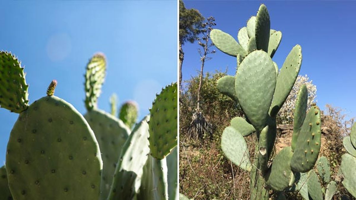 cactus opuntia humifusa cactus opuntia ficus indica