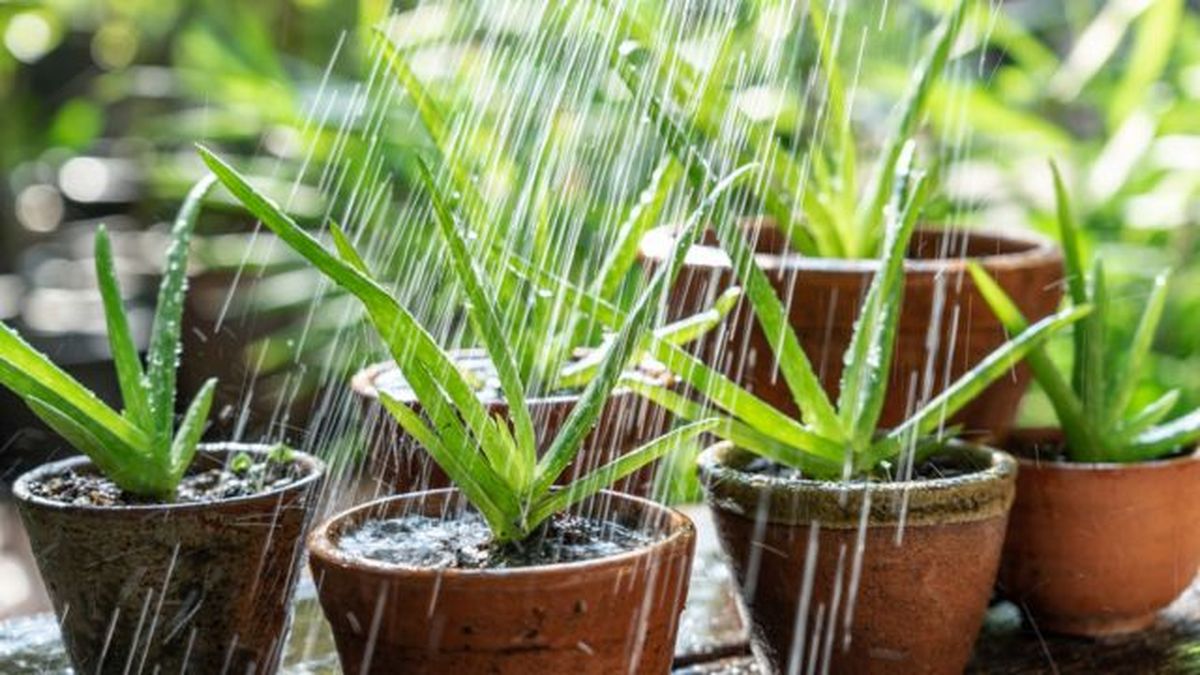 cuanto riego necesita el aloe vera