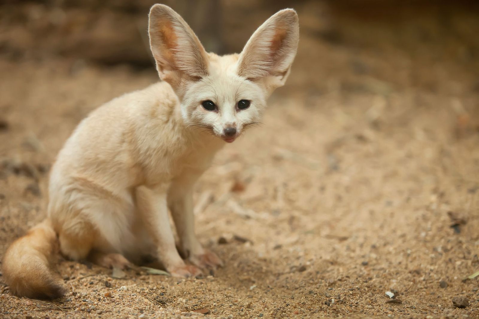 fenec zorro del desierto