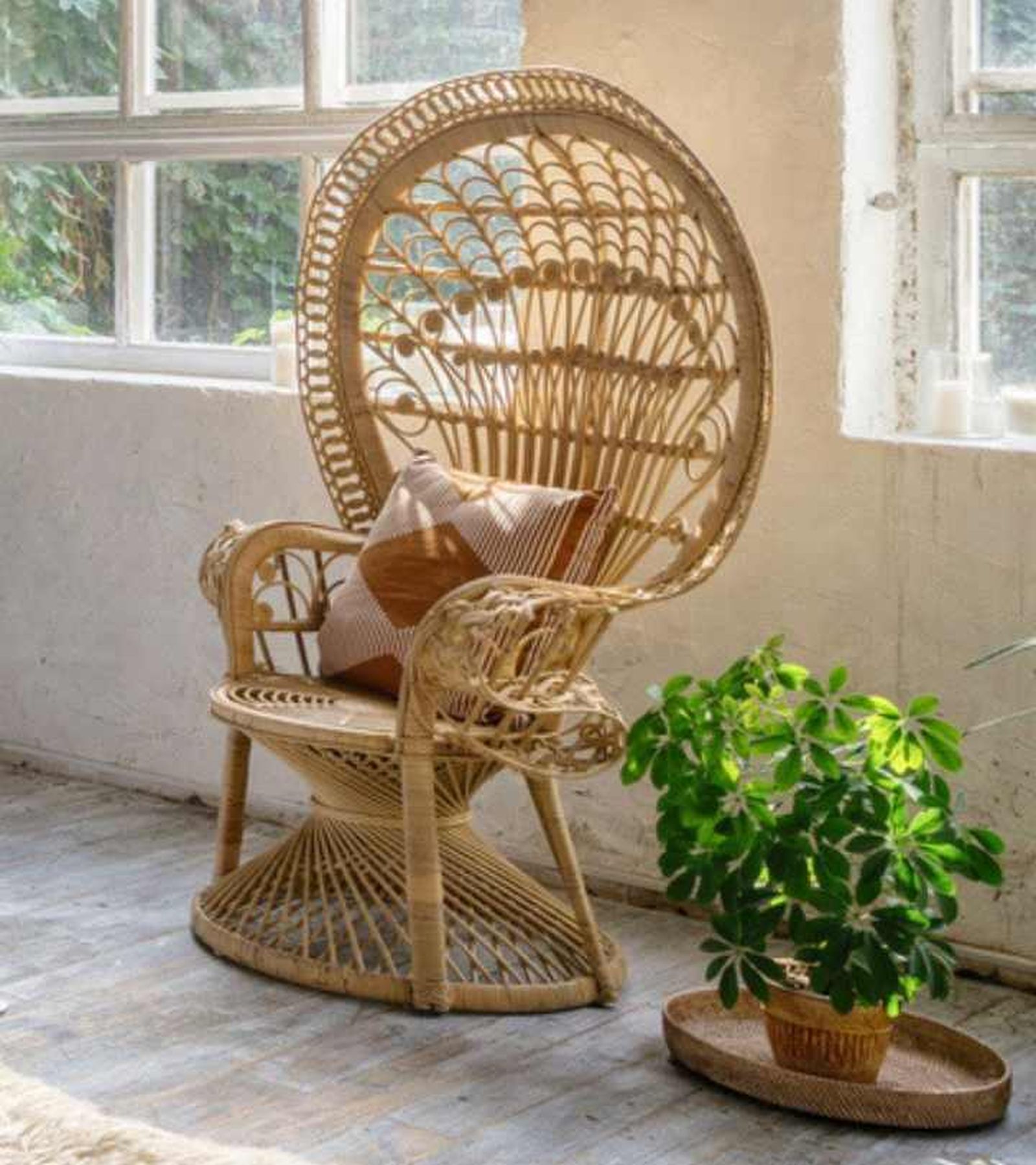 Cheflera junto a silla Cheflera junto a silla