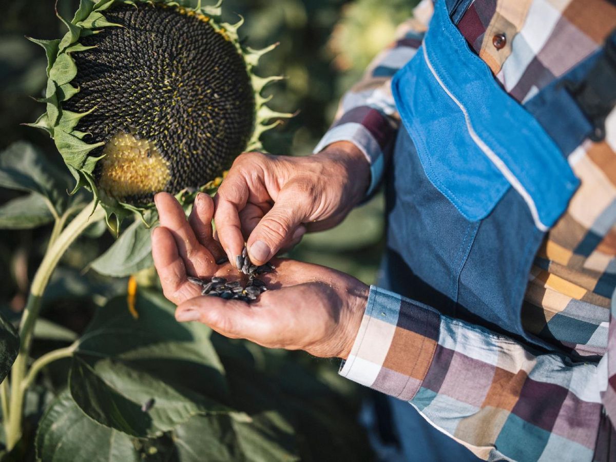 Los girasoles maduros tienen aspecto de estar chamuscados.