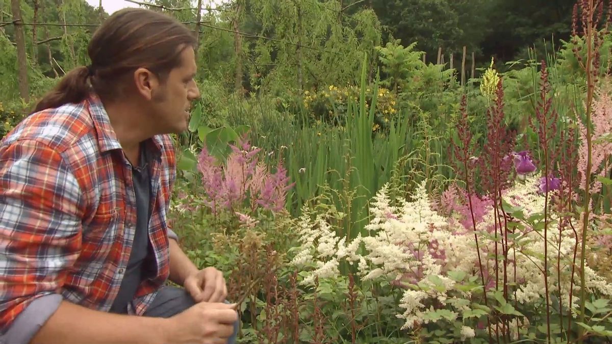 deco 0703 astilbes variedades