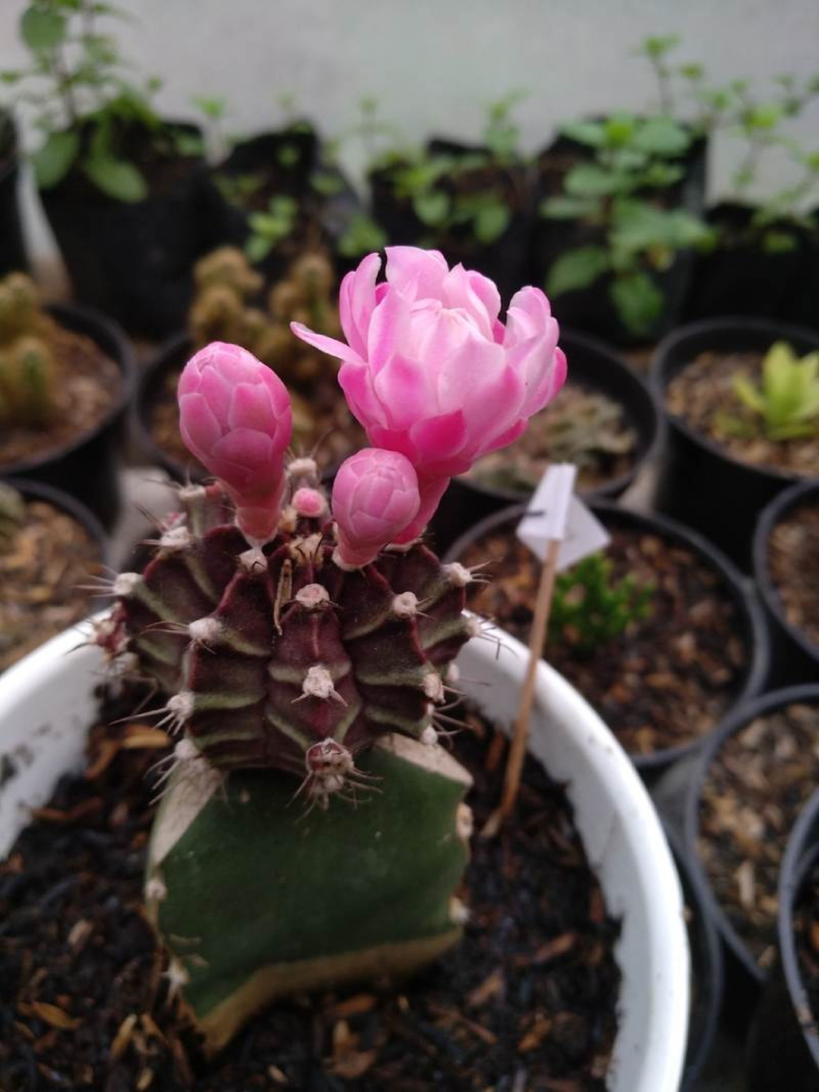 Flor del Gymnocalycium mihanovichii Flor del Gymnocalycium mihanovichii