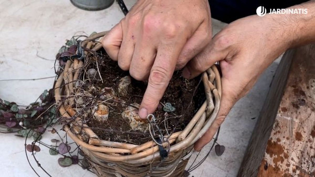 ceropegia woodii raices tuberosas jardinatis 23 36
