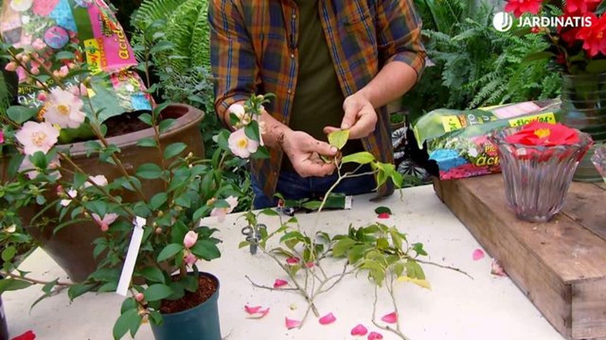 deco 650 camellia cinnamon scentsation clorosis ferrica